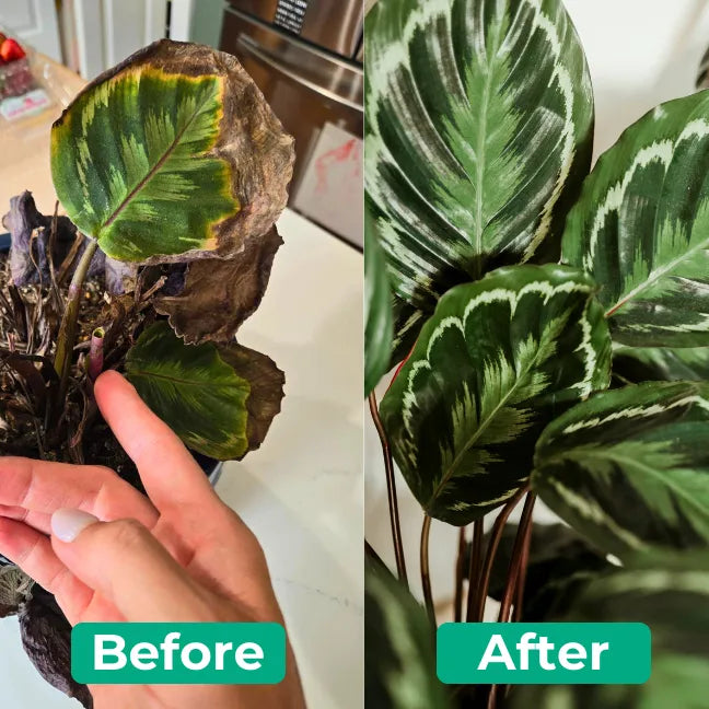 Before and after comparison of a plant with a hand pointing to the left side labeled 'Before' and the right side labeled 'After'.