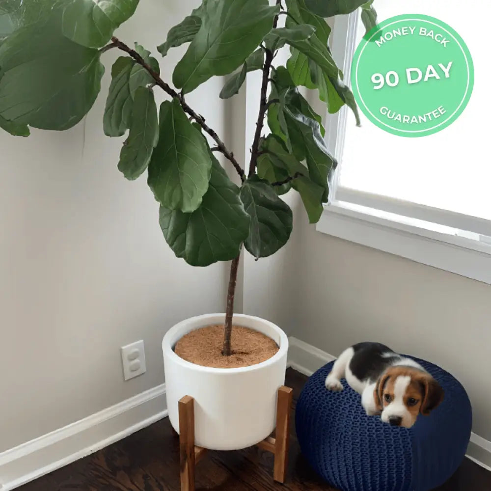 Natural Pet-Proof Plant Cover (Pack of 4)