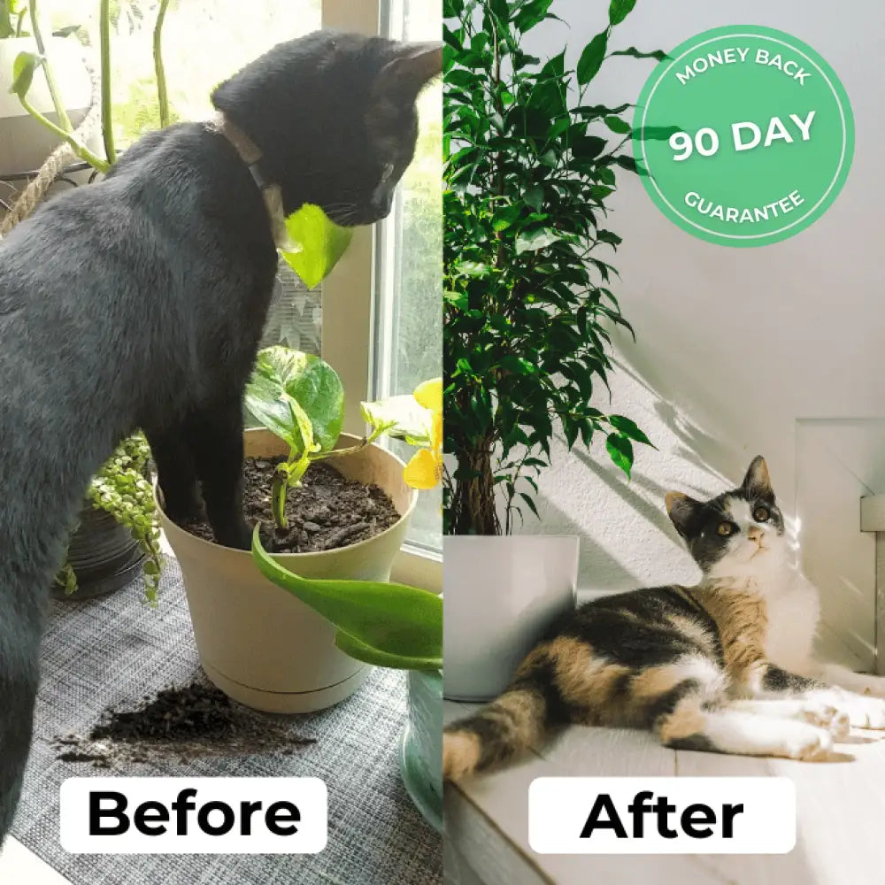 Natural Pet-Proof Plant Cover (Pack of 4)